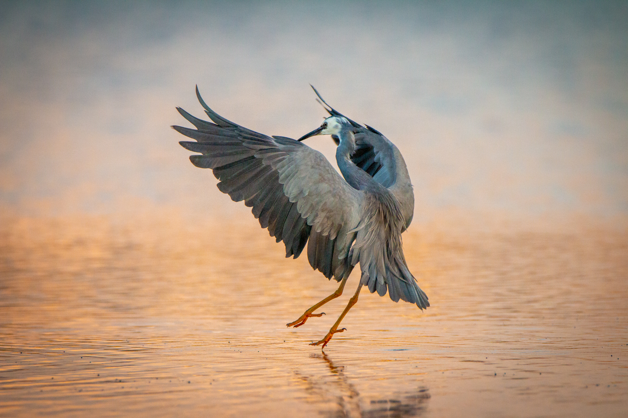 Heron Dancing